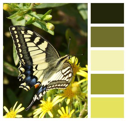 Macaon Papilio Machaon Butterfly Image